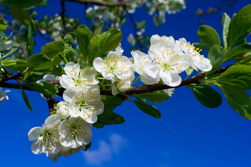 蓝天上盛开的樱桃图片