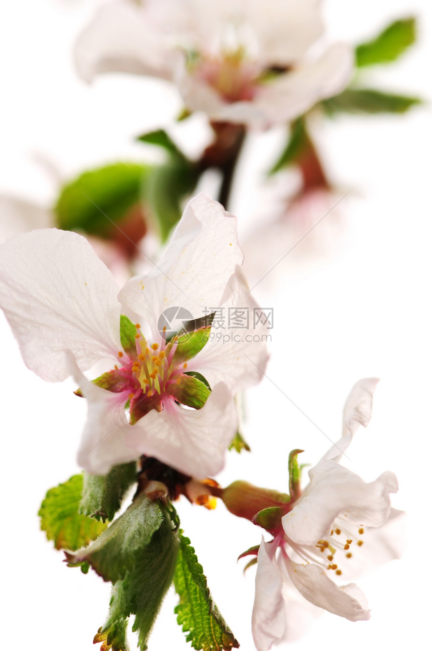 粉红樱花花花朵果园柔软度园艺植物学水果压痛植物宏观植物群图片