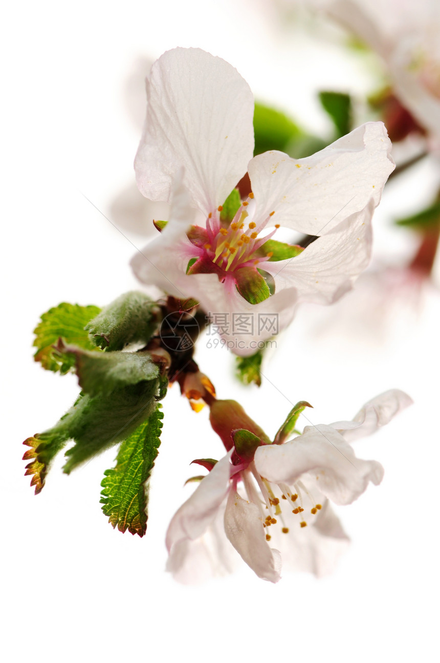 粉红樱花花花园压痛宏观柔软度植物植物群果园花瓣花朵投标图片