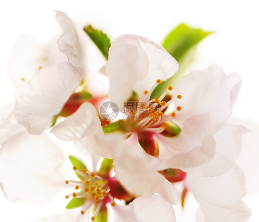 粉红樱花花水果花瓣花园植物学果园植物压痛柔软度宏观植物群图片