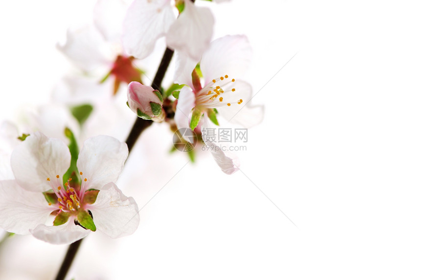 粉红樱花花宏观果园花园园艺柔软度水果植物学花朵投标植物群图片