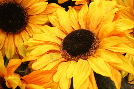 太阳花向日葵太阳黄花背景图片