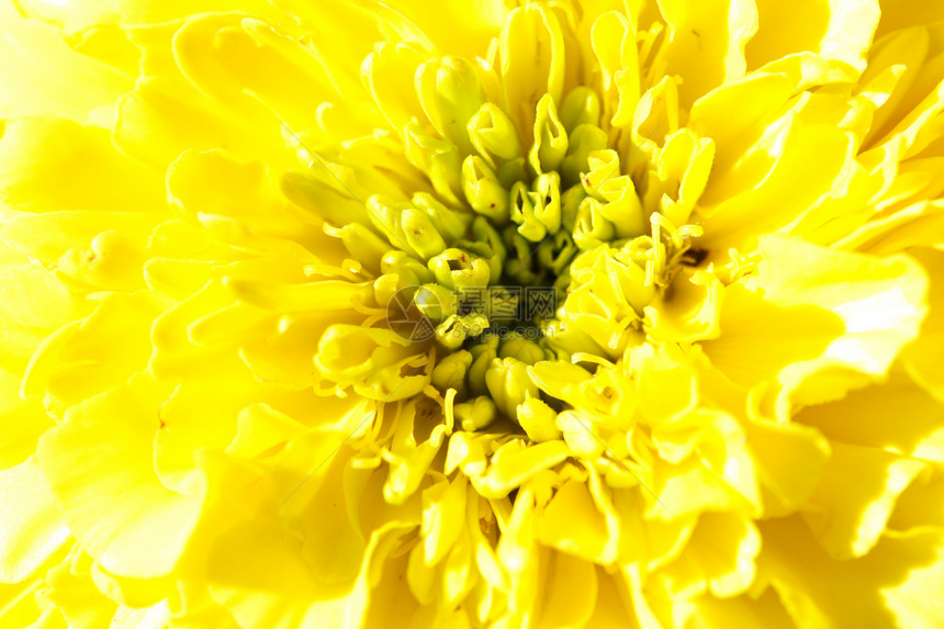 马里金植物年度花园黄色花瓣图片