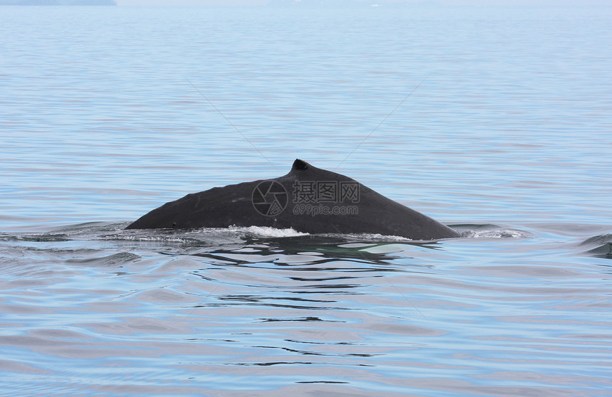 鲸荒野海洋哺乳动物鲸目大翅目野生动物座头鲸游泳背鳍动物图片