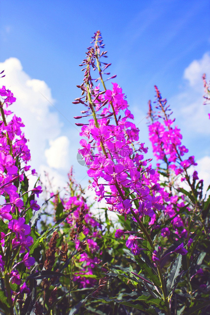 茶花开花图片