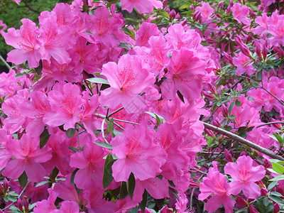 阿萨利亚斯花朵粉色树叶背景图片