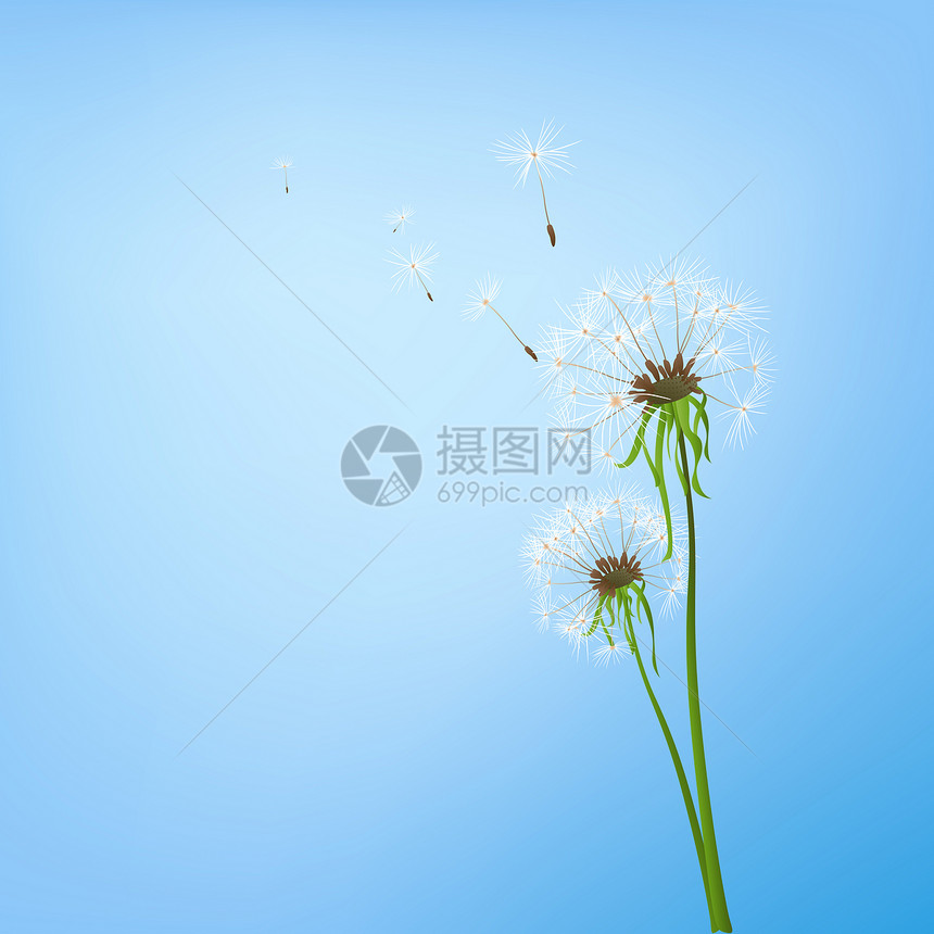 花层生长场景绒毛艺术脆弱性插图漂浮飞行植物植物群图片