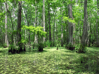 沼泽中的树背景图片