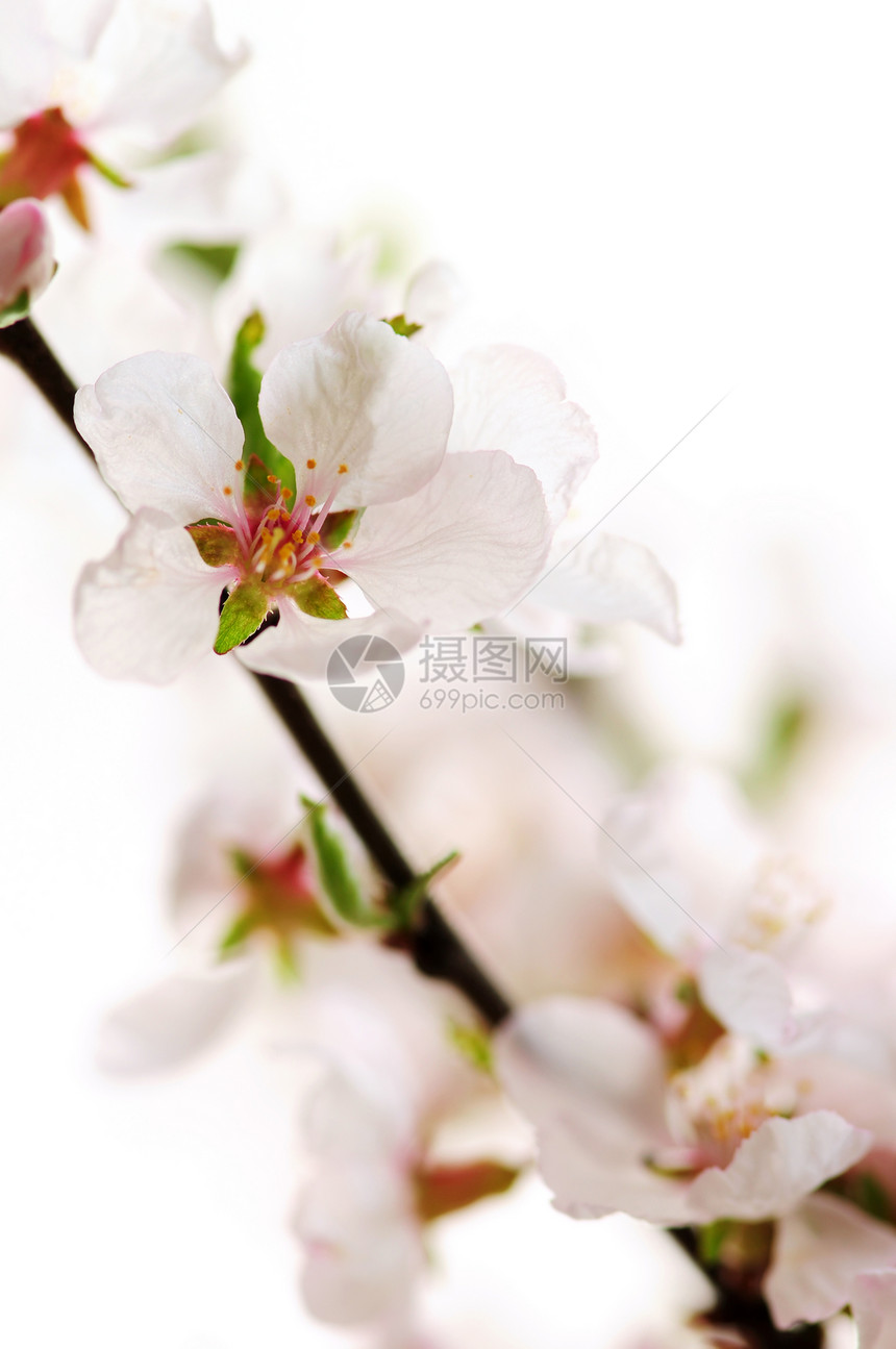 粉红樱花花园艺果园宏观投标花瓣花朵水果花园植物压痛图片