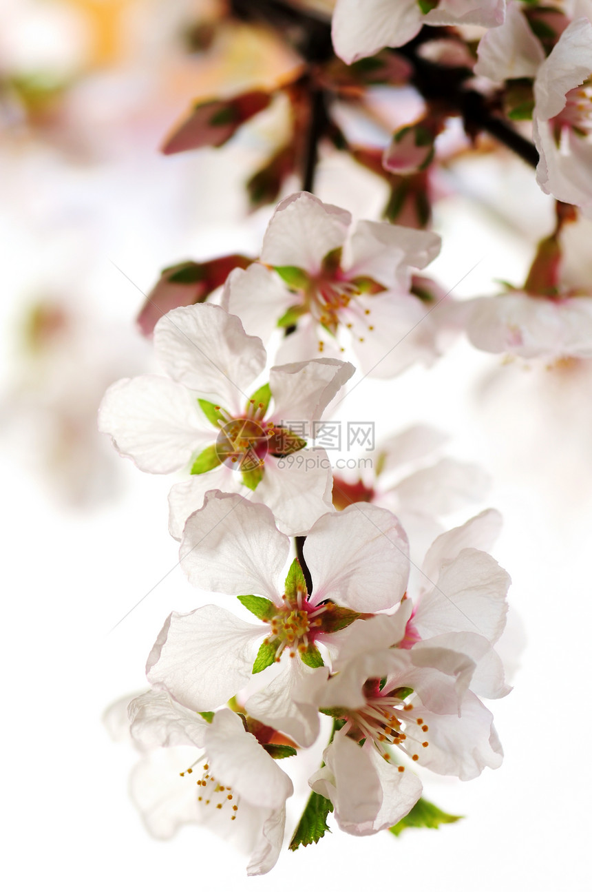 粉红樱花花植物压痛柔软度花朵果园花瓣园艺水果植物学植物群图片