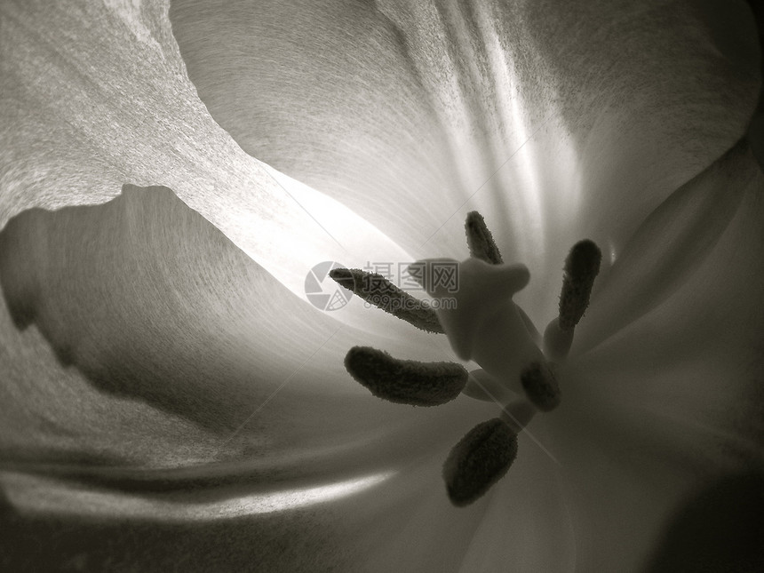 内植物花蕊植物园生物学宏观植物学黑白花粉图片