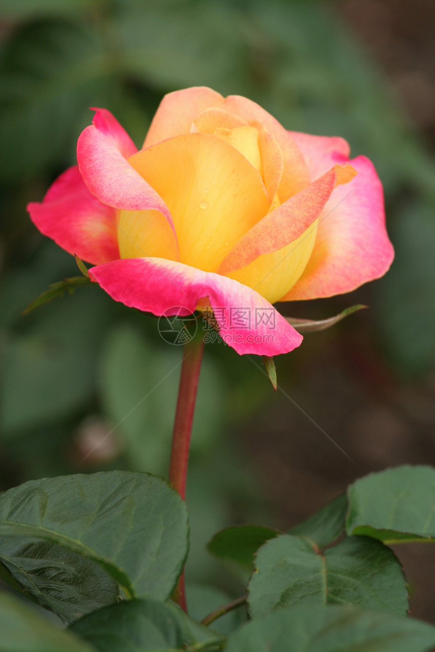 单粉色和黄色玫瑰花语花园植物学图片