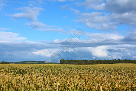 小麦田天空农业背景图片