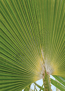 粉棕榈树叶热带植物园艺叶子几何学背景图片
