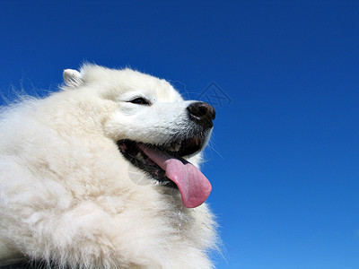 蓝色的狗混血狗小狗天空头发气候宠物眼睛白色犬类友谊朋友背景