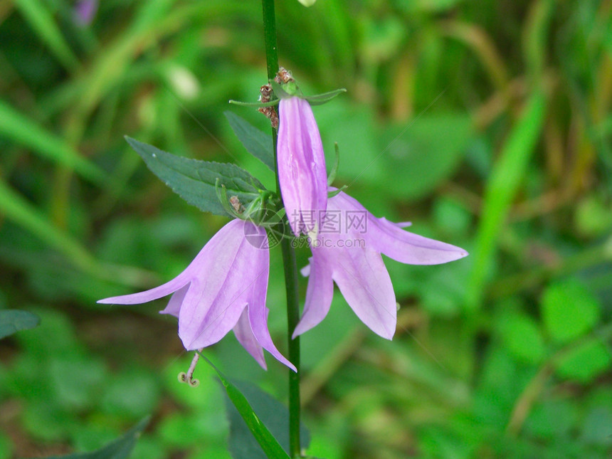 蓝铃花野花宏观生态雌蕊紫色植物学投标花瓣红花植物图片