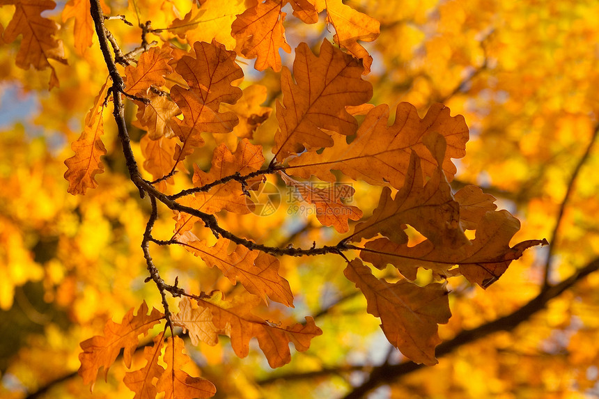 秋叶橡树枝图片
