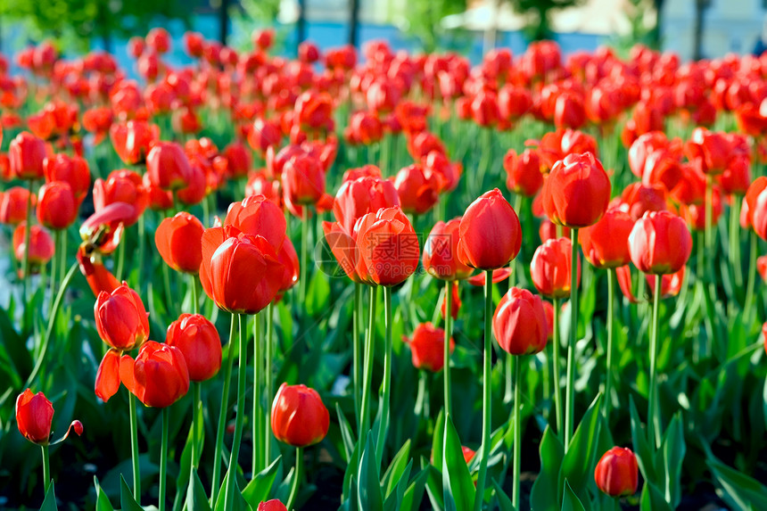 红郁金花色彩花瓣植物绿色花朵农场园艺场地金香花园图片