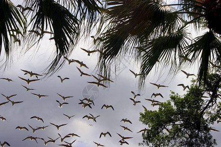 飞鸟树木团体飞行天空背景图片