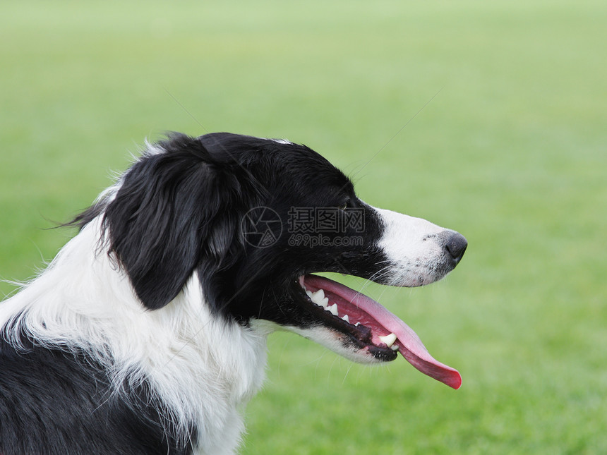边边框collie宠物动物犬类牧羊犬黑色白色哺乳动物舌头绿色伴侣图片