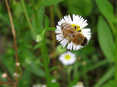 巴克法斯特蜜蜂蜜蜂昆虫叶子绿色生活植物学面包荒野背景