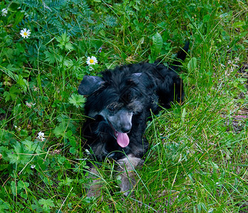 青草上的小小狗背景图片