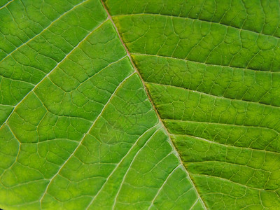 叶子紧闭绿色叶绿素居住线条背景图片