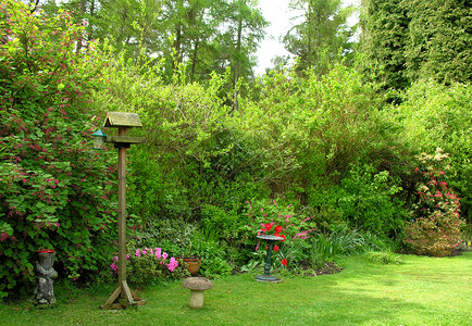 园花园鸟巢树木绿色草地英语背景图片