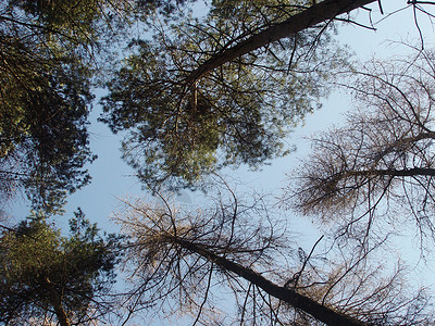 树木树木头森林蓝色叶子树叶天空花园背景图片