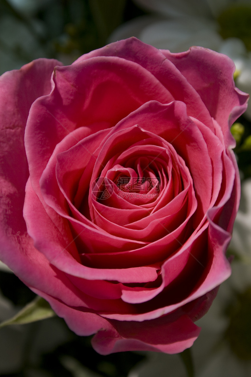 粉红玫瑰花瓣花朵邀请函明信片粉色植物雏菊宏观礼物婚礼图片