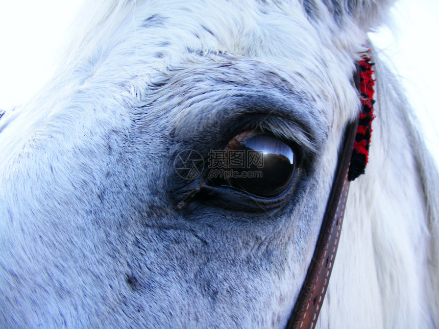 黄日落瞳孔哺乳动物马术马属马匹日落牧场牛仔乡村野瓜图片