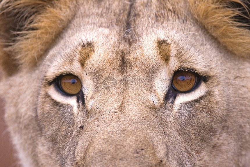 狮子眼公园头发睫毛危险旅游棕色眼睛图片