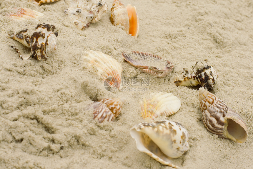 沙子上的贝壳海岸线纪念品热带收藏冒险旅行气候海滩假期海洋图片