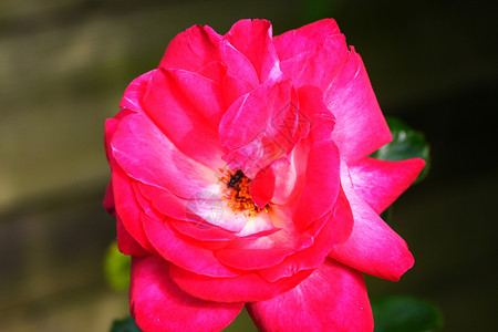 粉红玫瑰花粉色雄蕊花瓣花园背景图片