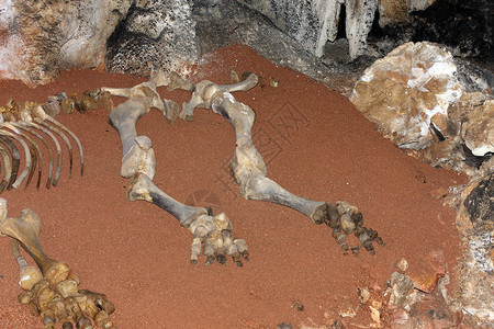 洞穴中的动物骨头地球遗迹骨骼考古学背景图片