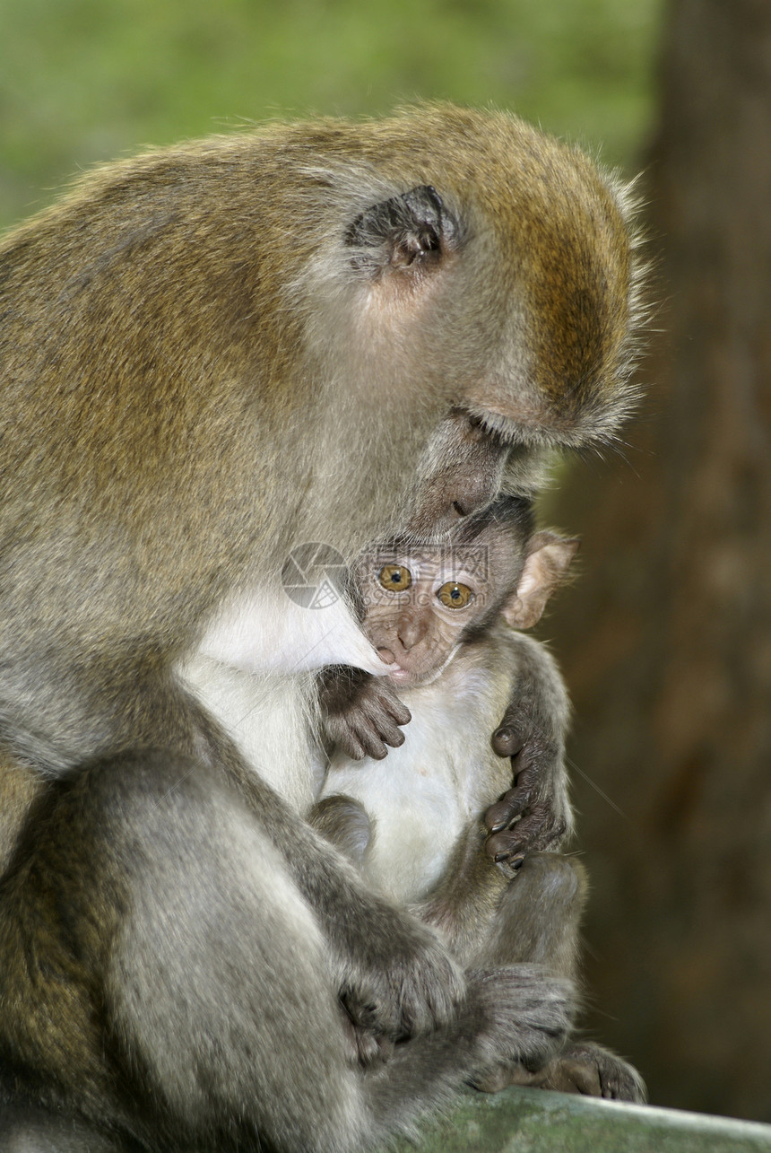 母亲长长尾尾尾随母的黑毛猴母乳育婴图片