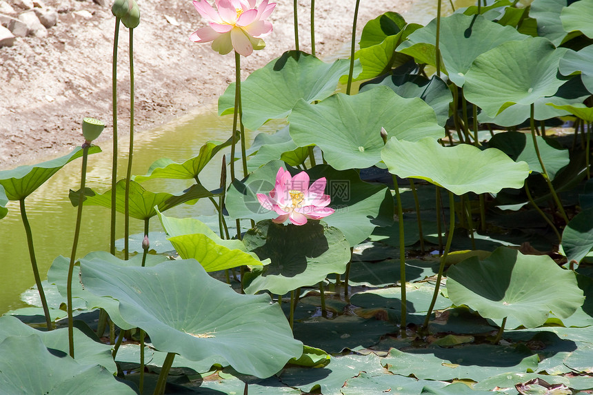 莲花旅行气候池塘植物花瓣野生动物场景公园百合农场图片