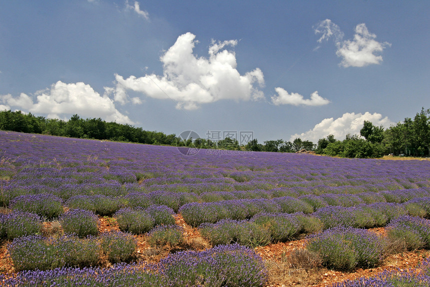 南法国普罗旺斯州索尔特附近的紫菜田蓝色花田地貌风景天气场地农场天空地景薰衣草图片
