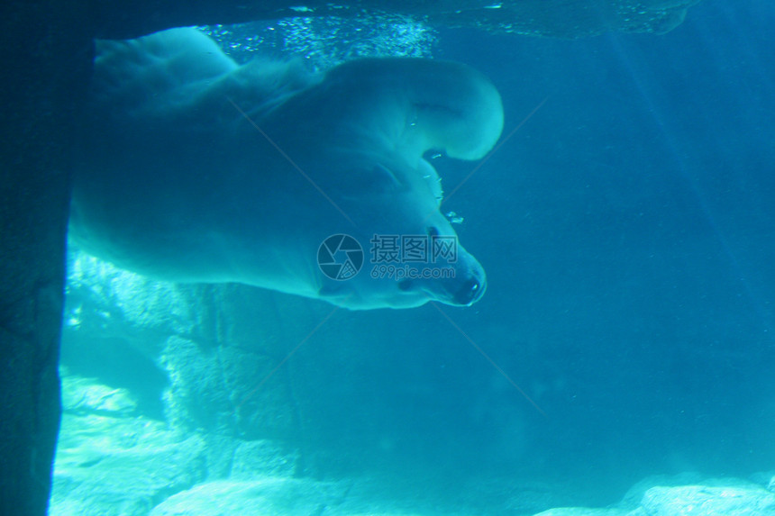北极熊海底水下图片