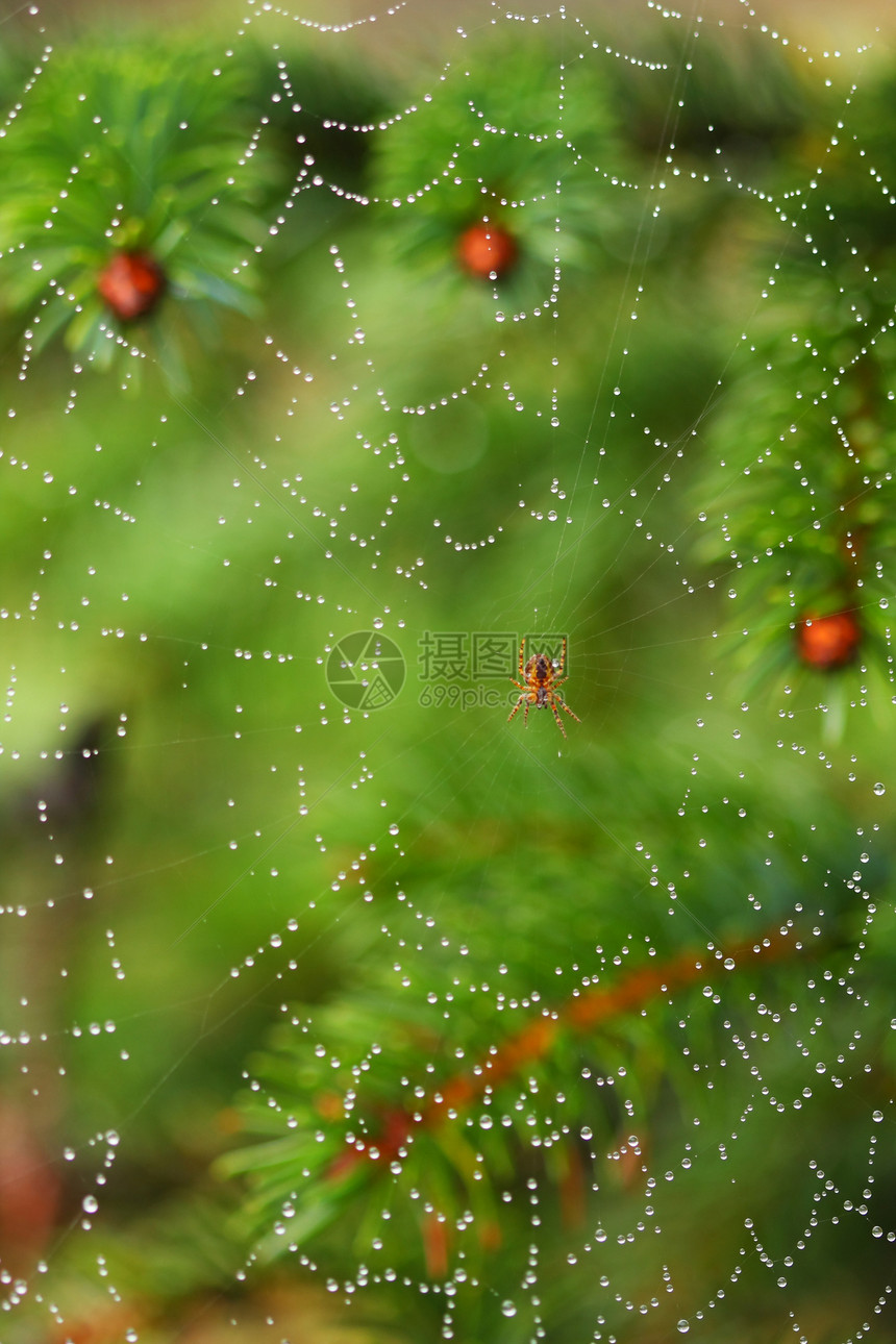 蜘蛛网水滴丝绸珠子露滴蛛网打猎薄雾绿色工程昆虫图片