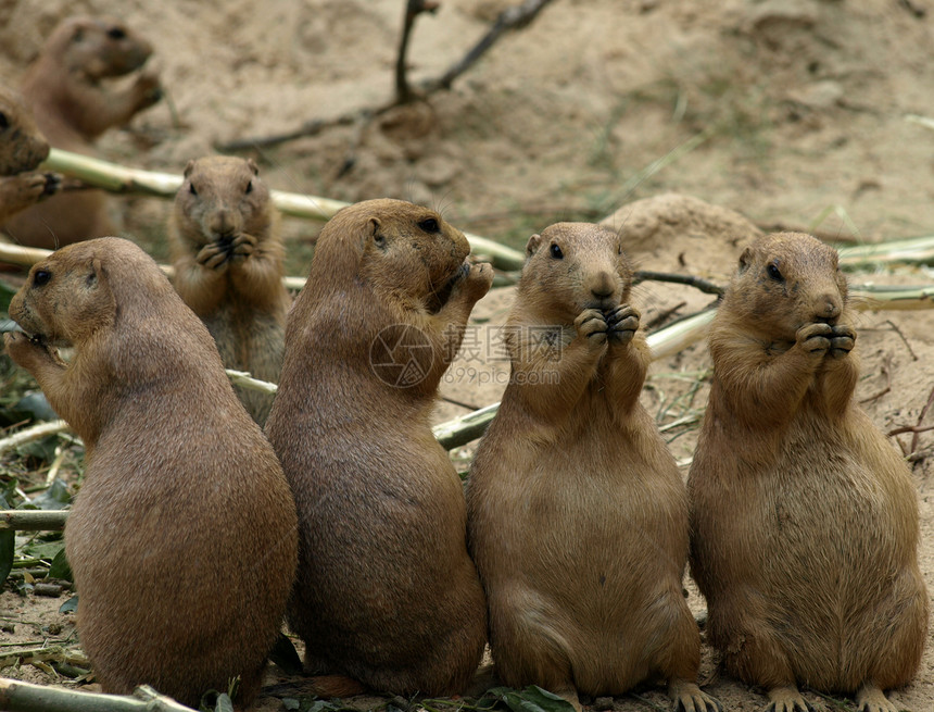 草原土拨鼠社会犬类动物棕色团体哺乳动物动物园图片