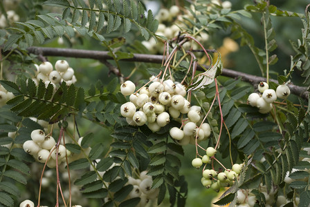 连线绿色浆果植物水果白色荒野叶子背景图片