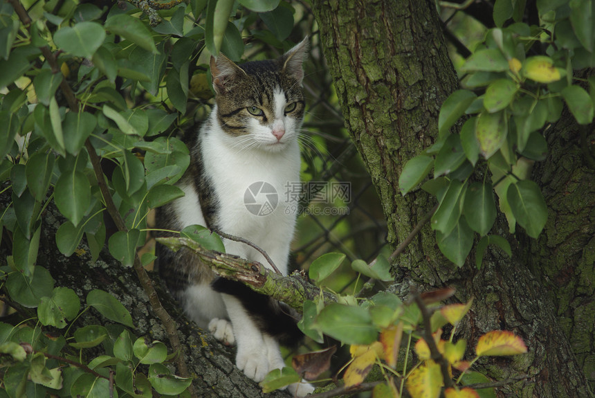 树上有猫小猫荒野植物宠物叶子公园图片