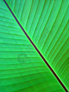 叶子对角线香蕉绿色条纹植物背景图片
