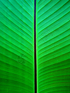 叶子绿色条纹香蕉植物背景图片
