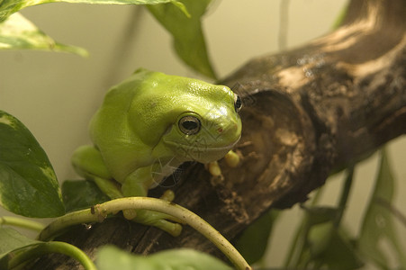 澳大利亚绿树青蛙蟾蜍眼睛绿色栖息地濒危树蛙背景图片