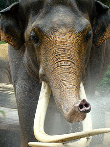 大象哺乳动物情调獠牙象牙异国灰色高清图片