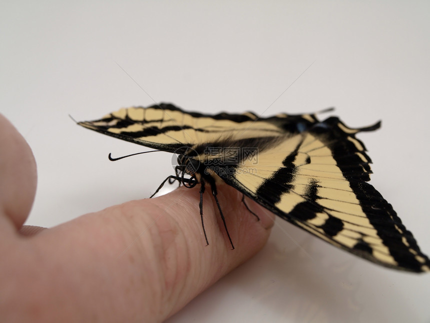 一只手指上的蝴蝶图片