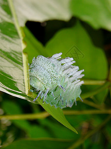 毛毛虫叶子树叶绿色背景图片