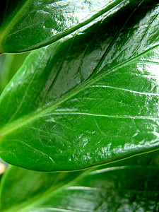 树叶植物绿色叶子背景图片